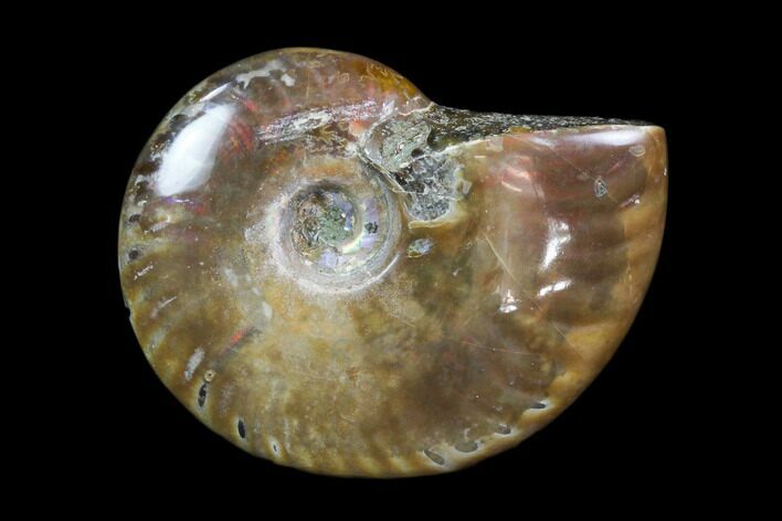 Iridescent, Red Flash Ammonite - Madagascar #82433